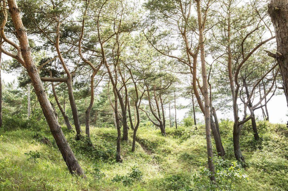 Ferienwohnungen Duenenmeer เดียร์ฮาเกิน ภายนอก รูปภาพ